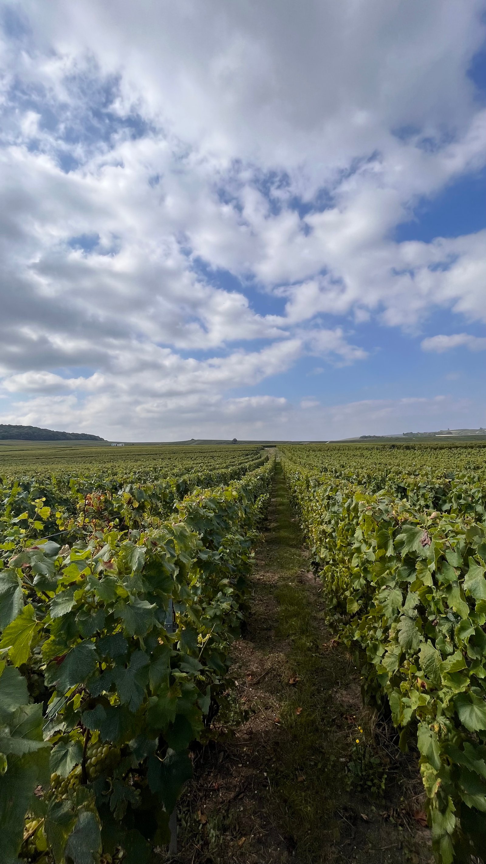 Vignes pendant les vendanges