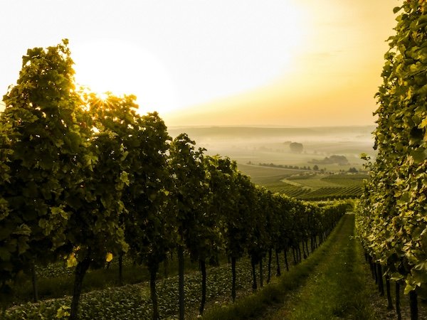 Vignoble de Champagne
