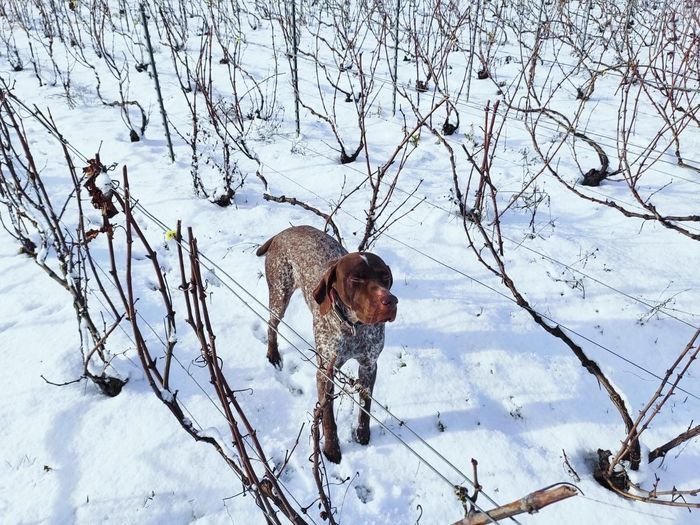 Les vignes en hiver