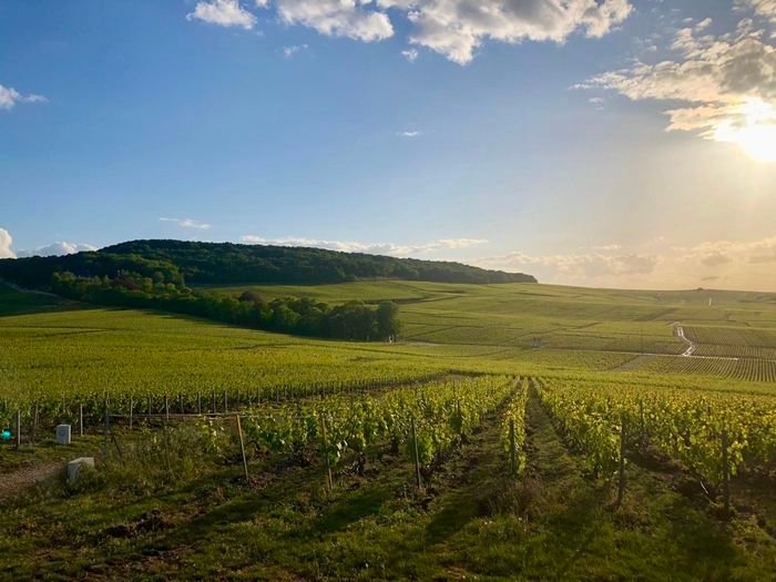 Vignes de Chouilly - Terroir d'exception