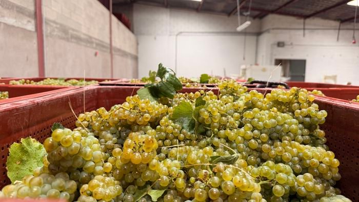 Le Chardonnay à l'arrivée au pressoir