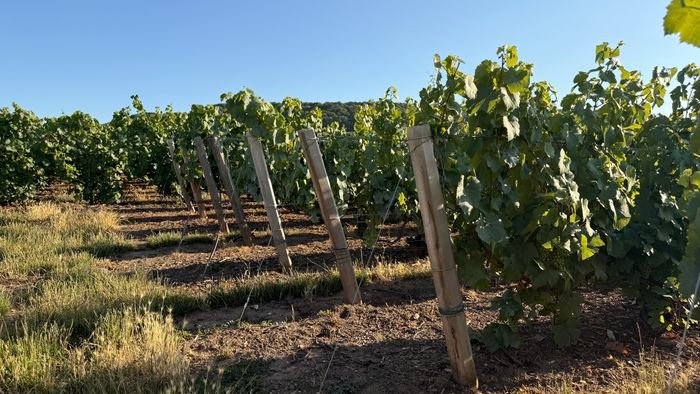 Les rangs de vigne à Chouilly