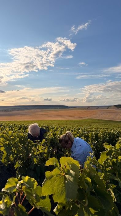 Vendanges sous le ciel de Champagne