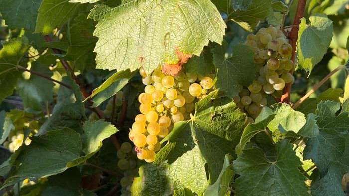 Une grappe de Chardonnay sur pied