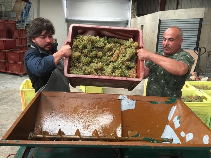Éraflage - Première étape de vinification