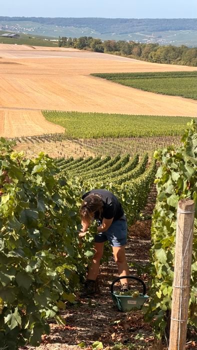Au cœur du vignoble pendant les vendanges