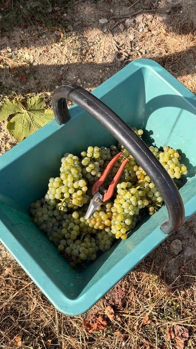 Le panier de raisins dans les vignes