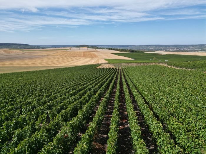 Les rangs de vigne à perte de vue