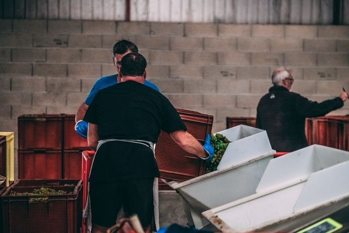 Au pressoir pendant la récolte