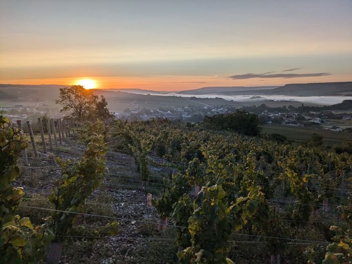 Lever de soleil sur la Côte des Blancs