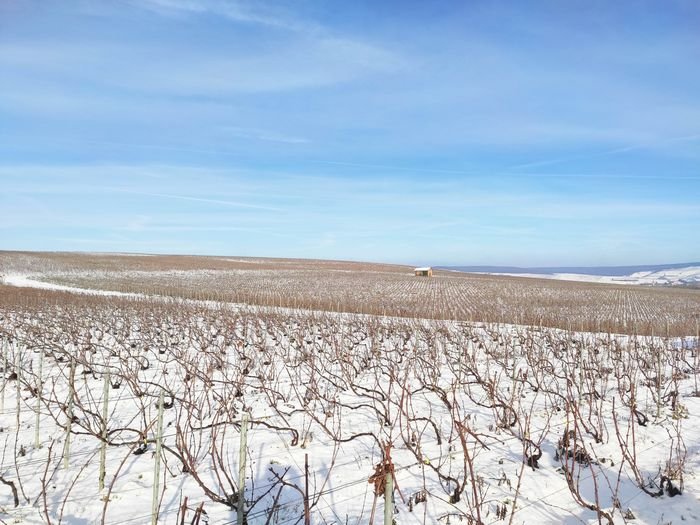 Le vignoble sous la neige
