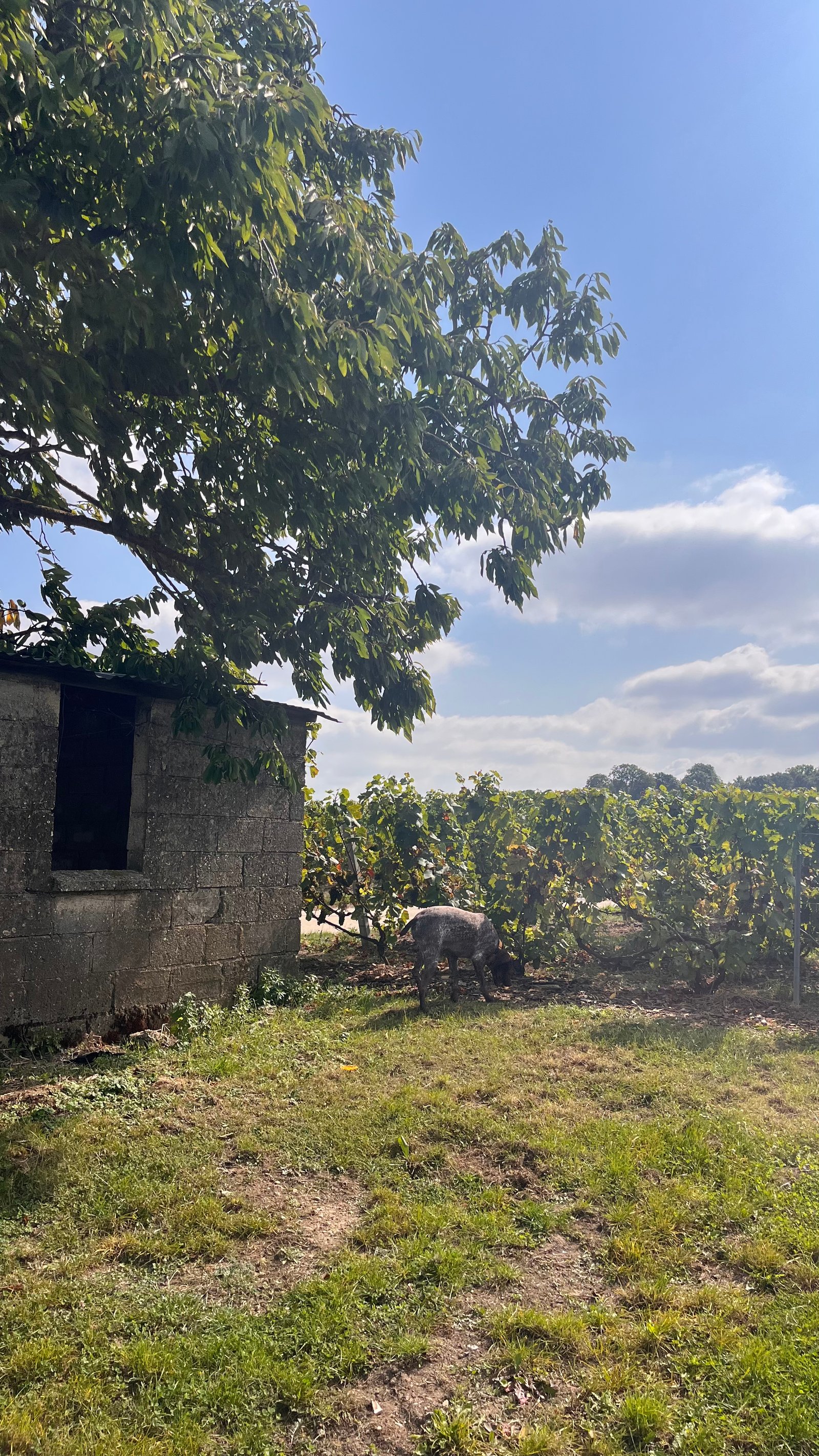 Vignoble de Chouilly