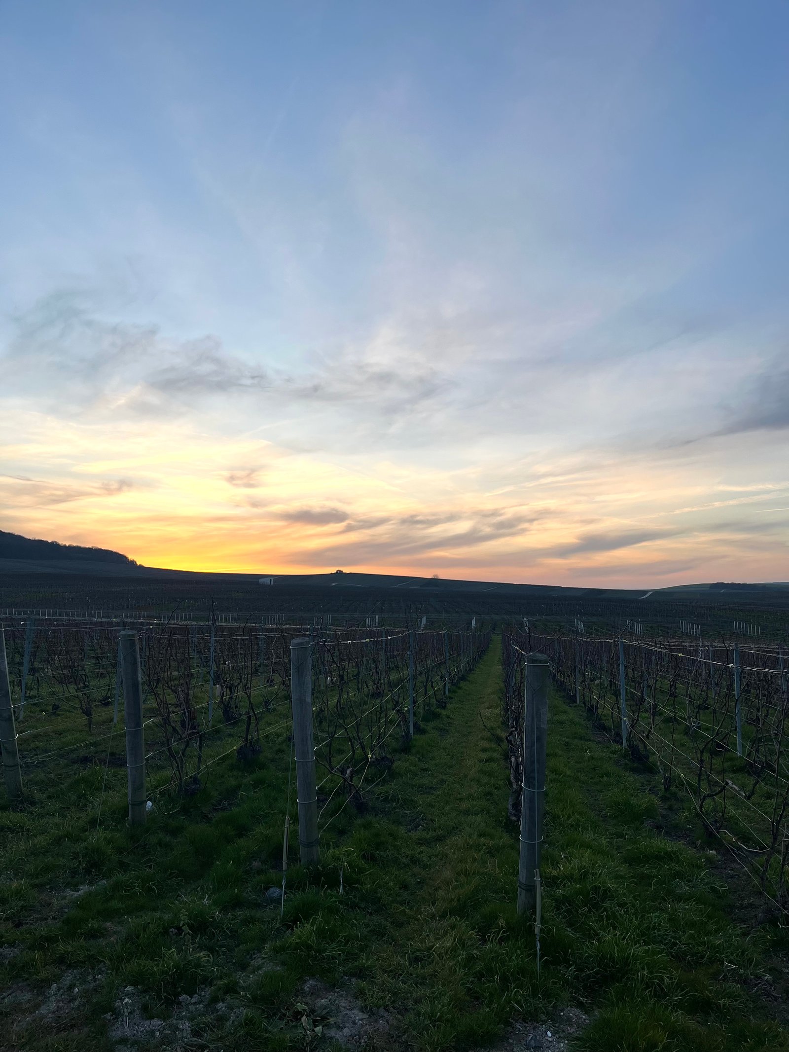 Vignoble en hiver