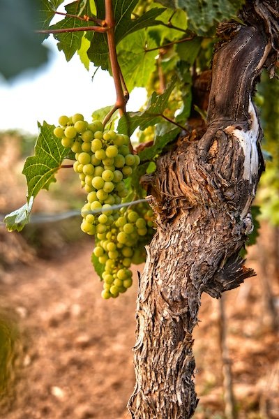 Travail de la vigne