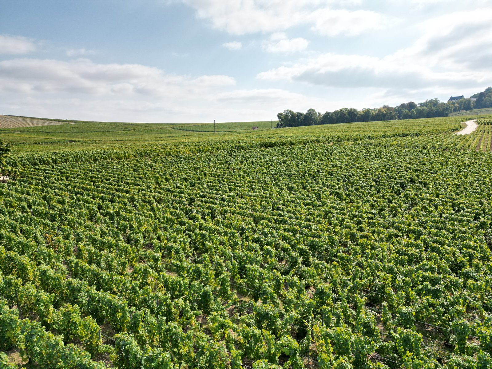 Viticulture raisonnée